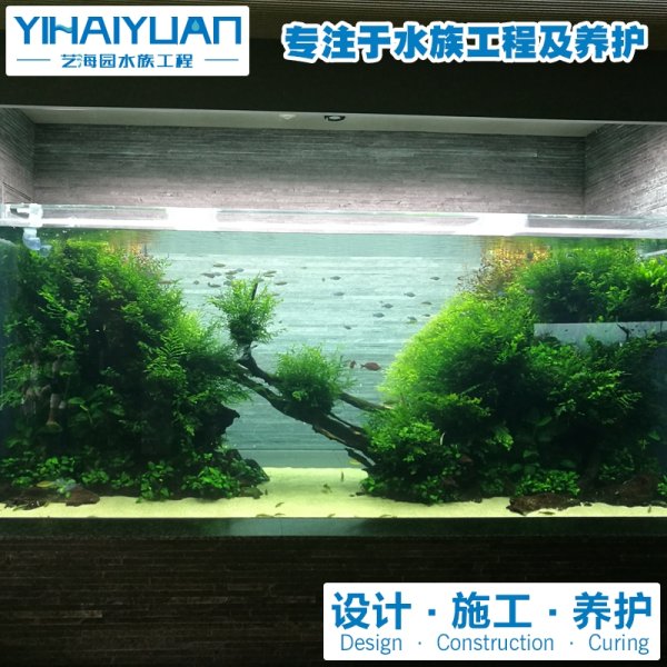 水草(cǎo)魚缸定制