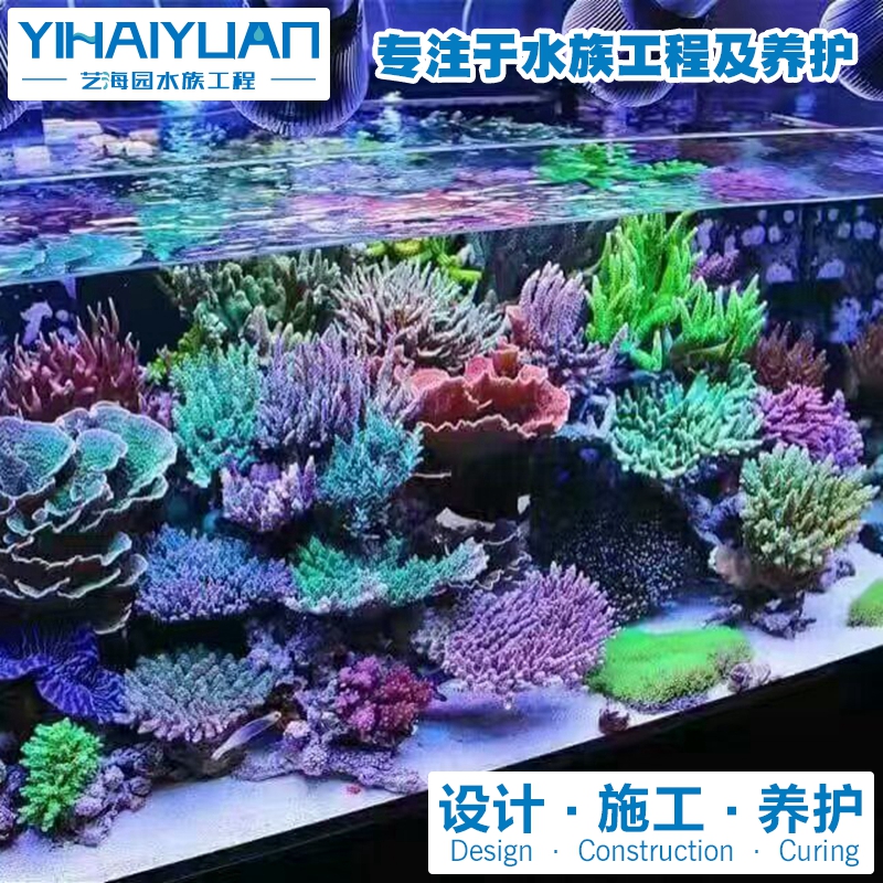 珊瑚魚缸 (6).jpg