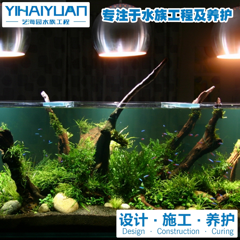 水草(cǎo)魚缸 (1).jpg